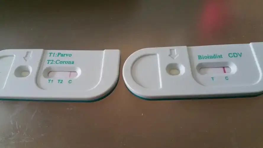 自己帮狗狗做了犬瘟细小冠壮测试 谁能帮看下