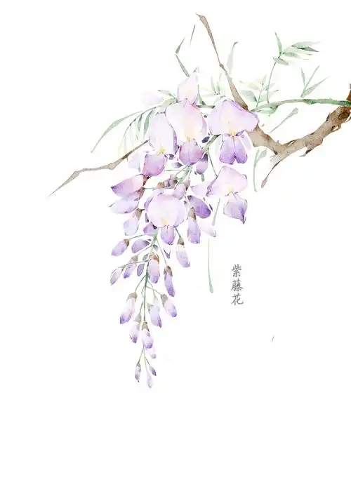 ipad水彩教程procreate紫藤花