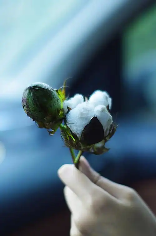 标题:棉花,棉花骨朵和爪子