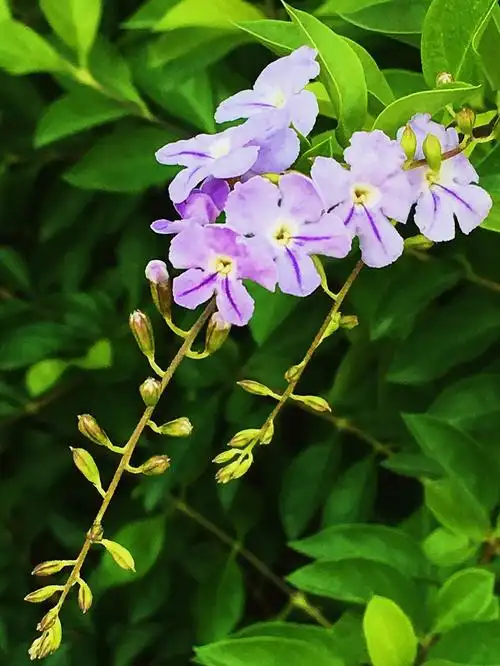 昌江福源小区钟植的各种热带植物. 老顽童拍摄 - 美篇