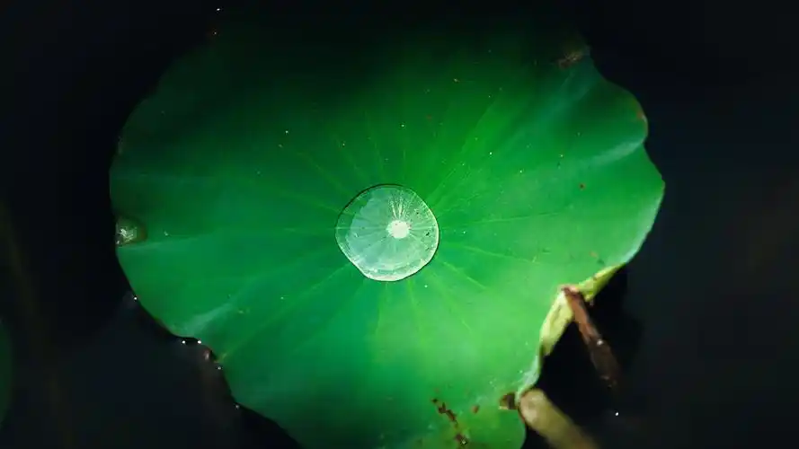 荷叶与露珠
