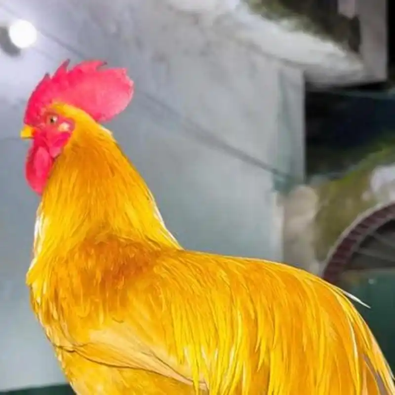 朋友家喂的这只公鸡,毛色金黄鲜亮的,也不知道是什么品种鸡,想问下
