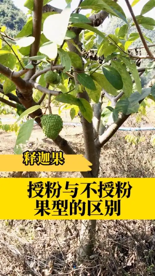 带你看三农释迦果授粉和不授粉的区别