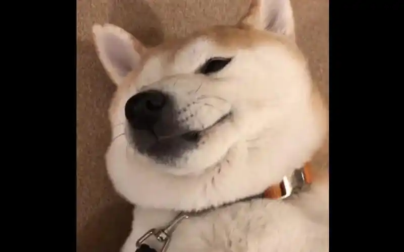 柴犬:超大豪华双下巴