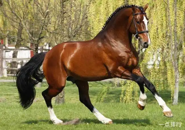 世界上最贵的马品种 阿拉伯马是最古老的马种