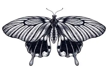 美丽的蝴蝶纹身素描.热带蝴蝶.凤蝶农.dotwork 纹身.