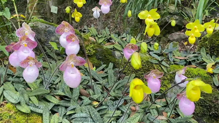 漫山遍野的金童玉女,硬叶兜兰.