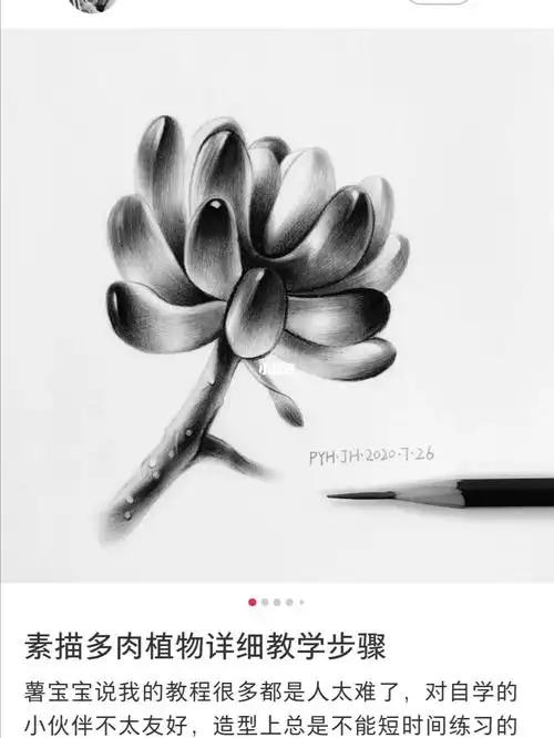 临摹素描阔爱滴多肉