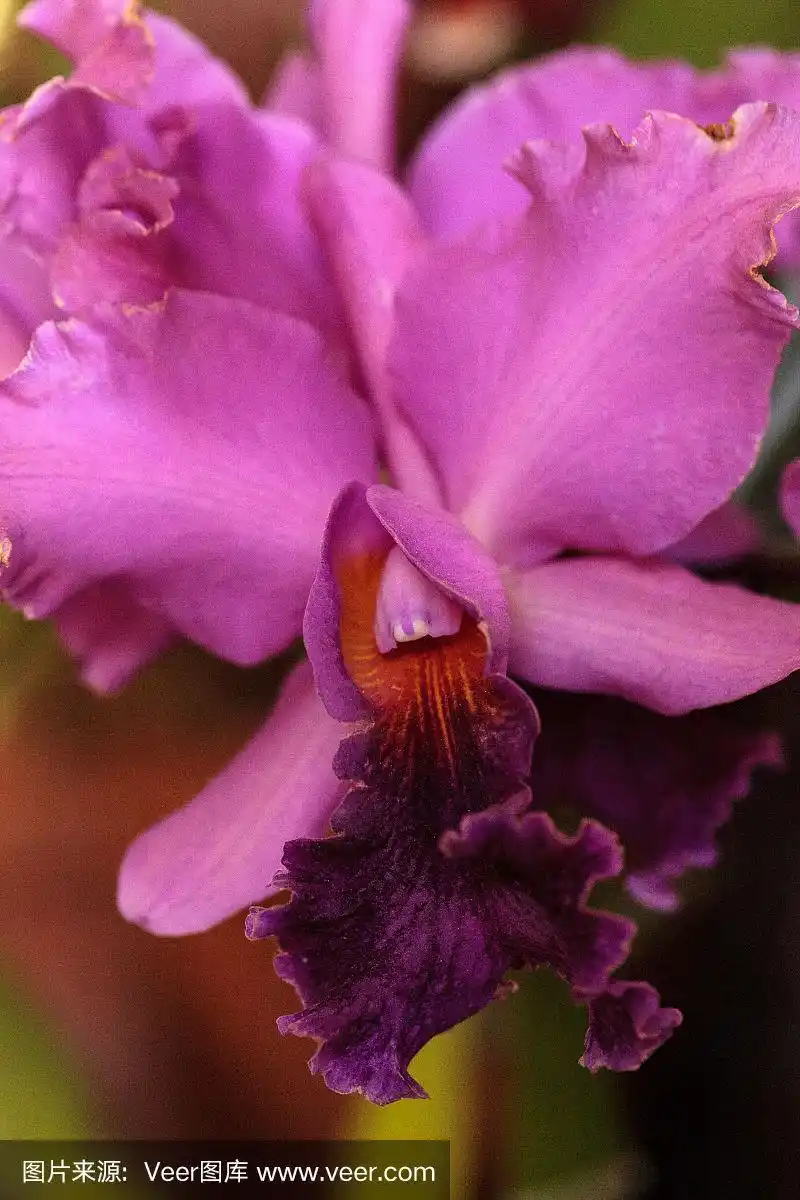 洋兰,兰花,粉色,夏威夷,自然