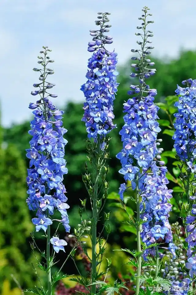 飞燕草的这些小知识,你知道多少呢?