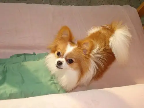 上海蝴蝶犬价格上海蝴蝶犬图片上海蝴蝶犬哪里有卖