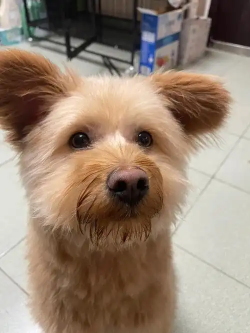 好爱好爱我的狗洗完澡要拍个百八十张