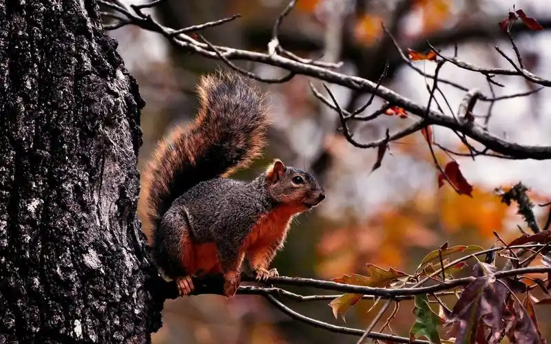 在树上的红松鼠 壁纸