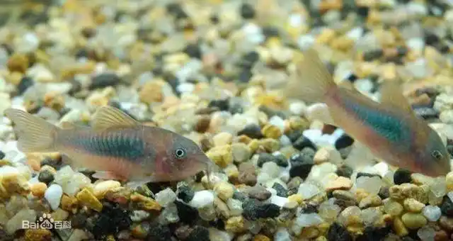 咖啡鼠是鼠鱼类中最受欢迎的一种,也是最有名的品种之一.