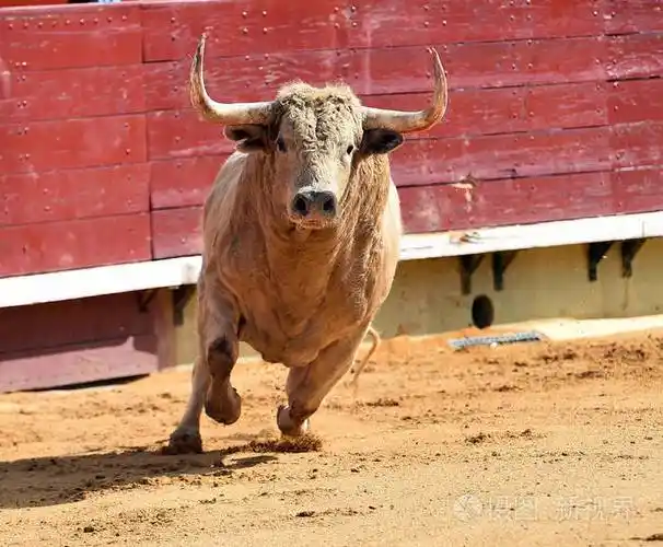 西班牙的白牛在斗牛