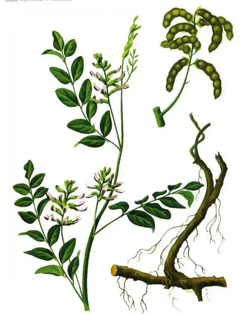 甘草,又名甘草根,甘草草,是一种广泛使用于中药和食品中的草本植镲.