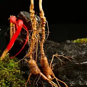 【野生山参图片】野生山参图片大全_q友网