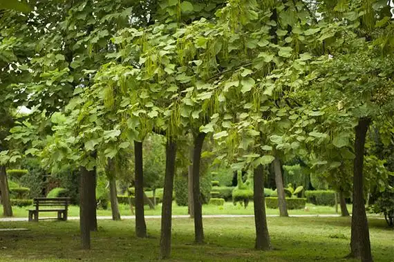 楸树寿命超长可作财产留世