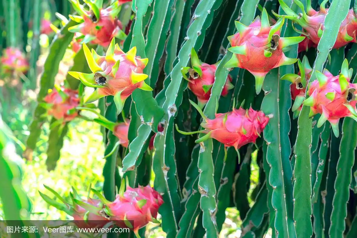 火龙果树上满是成熟的红色果实,等待采摘.