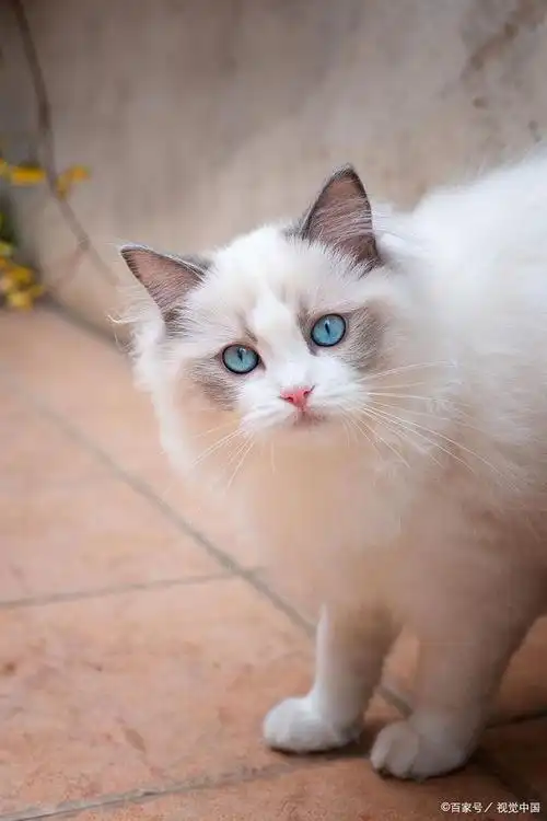 布偶猫的优缺点是什么