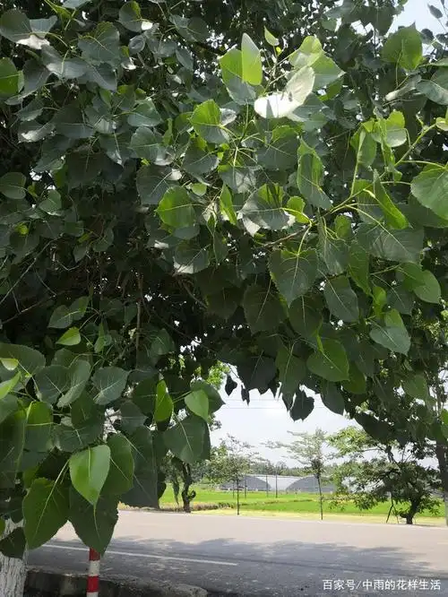 马路边常见的一种树,有人认识吗?这树叫什么名字呢?