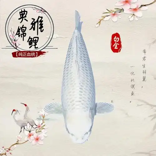 纯种纯色黄金白金黑金锦鲤大型高档淡水冷水活鱼易养耐活招财鱼苗
