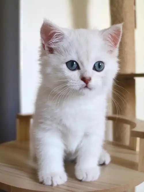 英短银渐层宝宝待领养