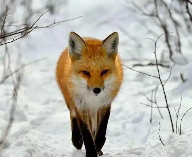 民间故事狐仙怎么成为保家仙的为啥是家仙之首