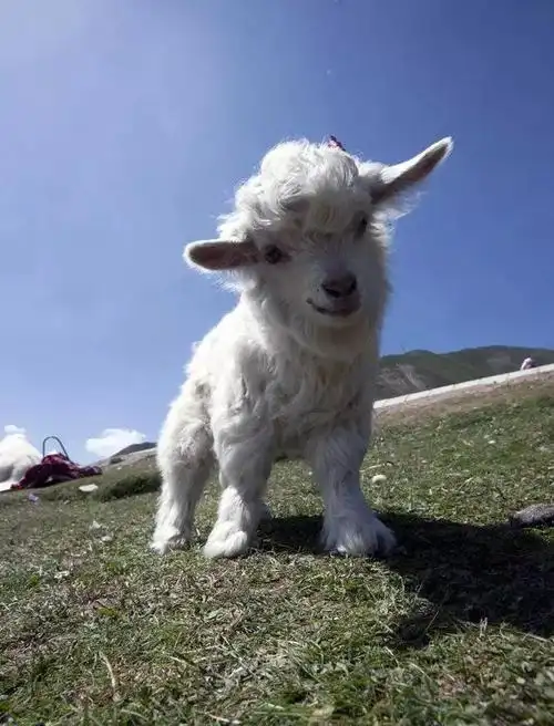 治愈小羊羔太可爱了吧