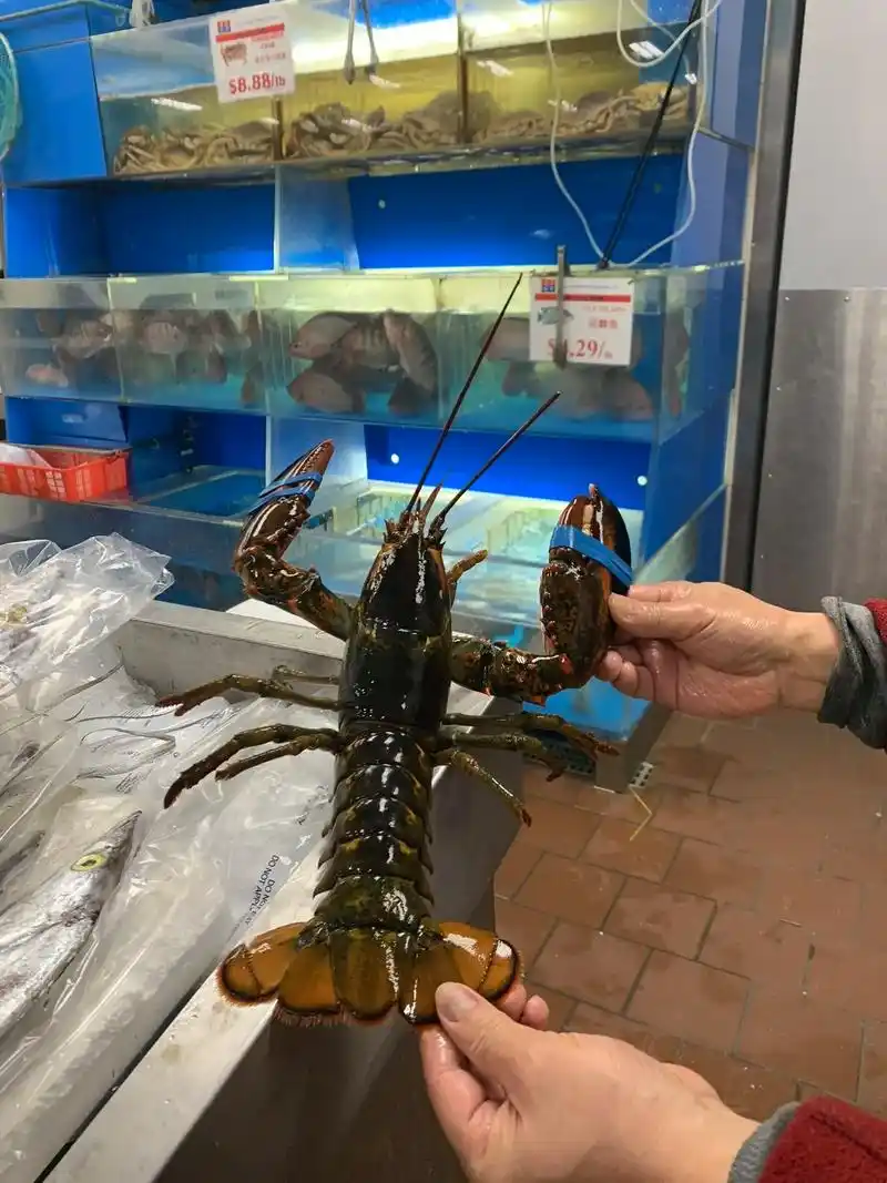 lobster sushi roll.去中超买了一只大龙虾 - 抖音