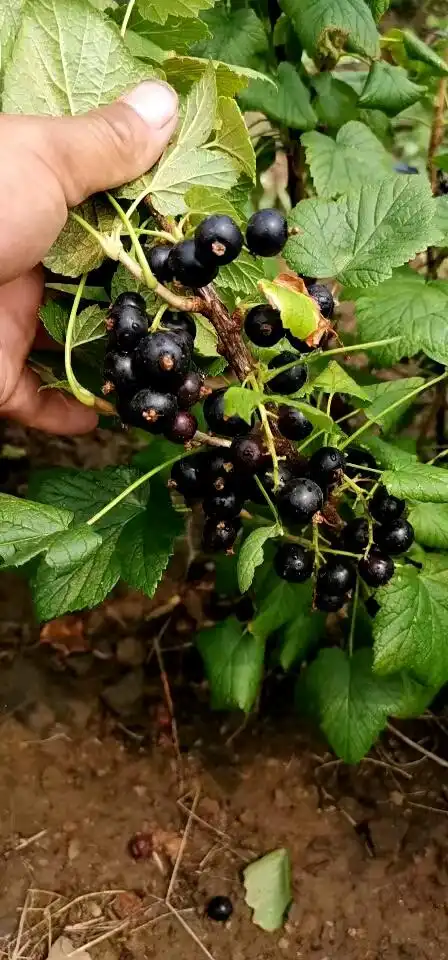 树葡萄(黑加仑)当年栽种当年结果!