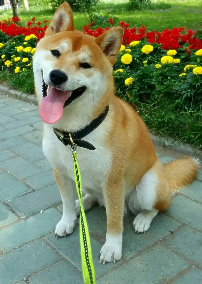 柴犬图片动物图片狗图片