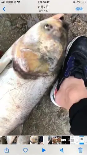 这么大的白鲢你们钓过吗.22斤半.