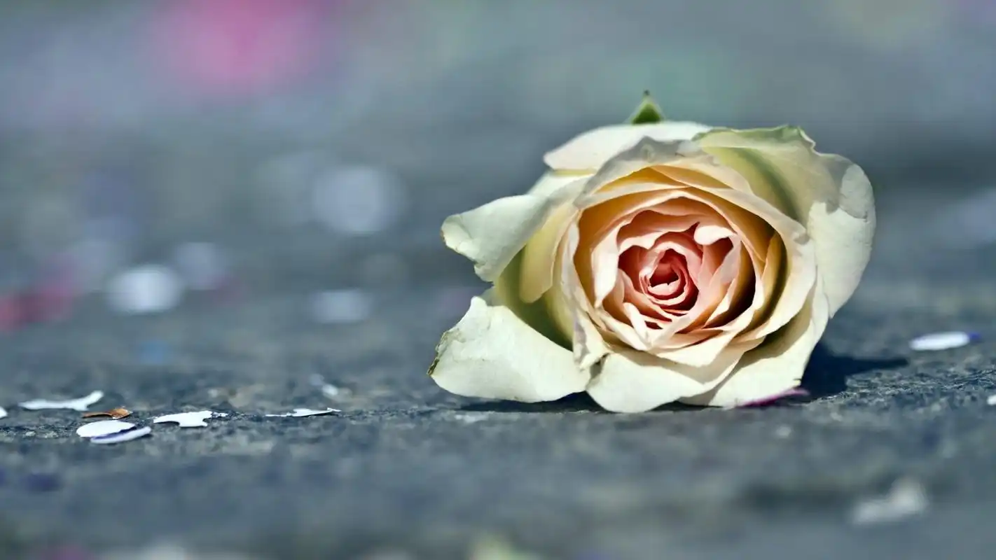 android安卓爱情美图 唯美温馨 玫瑰 浪漫高清手机壁纸免费下载,安心