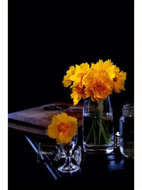 静物摄影帝王之色金鸡菊