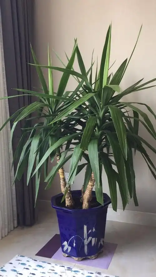 发布于9 分钟前   最佳答案 剑叶龙血树 百度可查  本回答由提问者