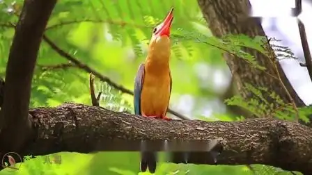 100种最好听的鸟叫声大全,百鸟争鸣声声脆,最美声音在自然!