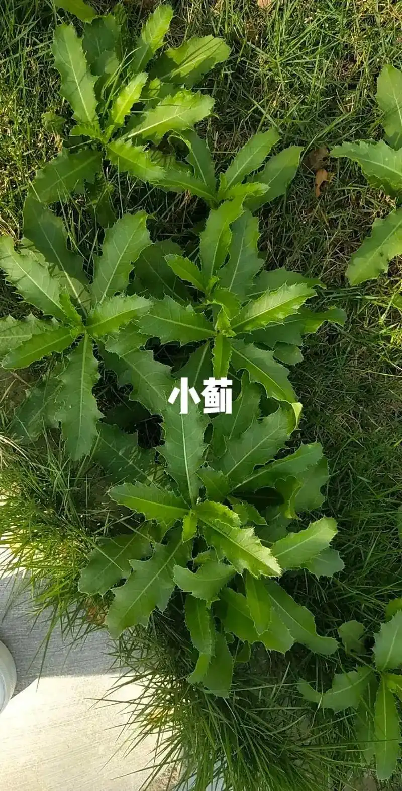 蓟分小大蓟,小蓟农村常作野菜吃又叫芨芨菜,大蓟止血效果更好, - 抖音