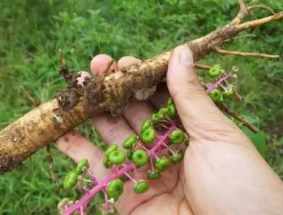乡下这种野萝卜你见过吗?还是一种治疗水肿的良药!