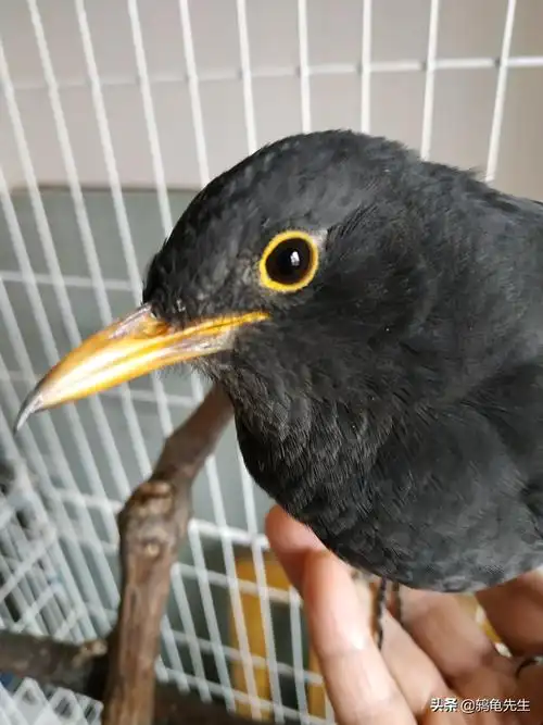 乌鸫雏鸟公母分辨图解(掌握这3点特征快速区分乌鸫公母)