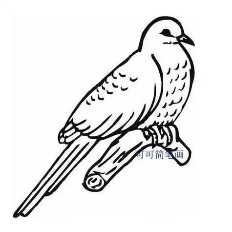 在树上的花斑鸠简笔画