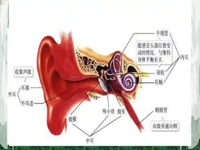 初中生物耳和听觉分解ppt