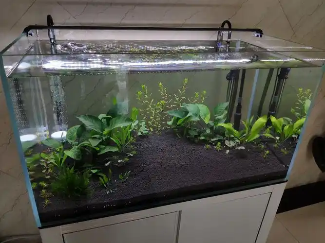 各式各样的鱼缸看花眼,家用鱼缸怎么选?选对的鱼缸养漂亮的鱼