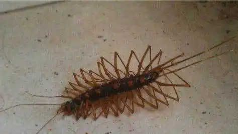 草鞋底子具有一定的毒性在美国却是美味的食物