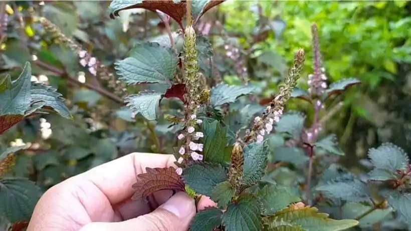 紫苏浑身是宝,可是紫苏梗和子的用处却很少人知道,快看看吧