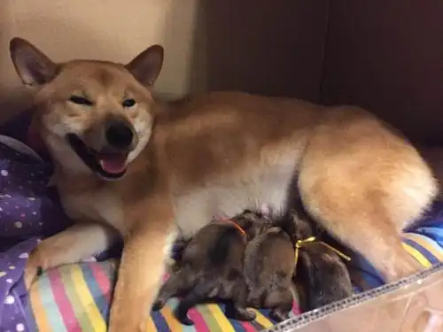 自己家柴犬生的宝贝四公子接受预定