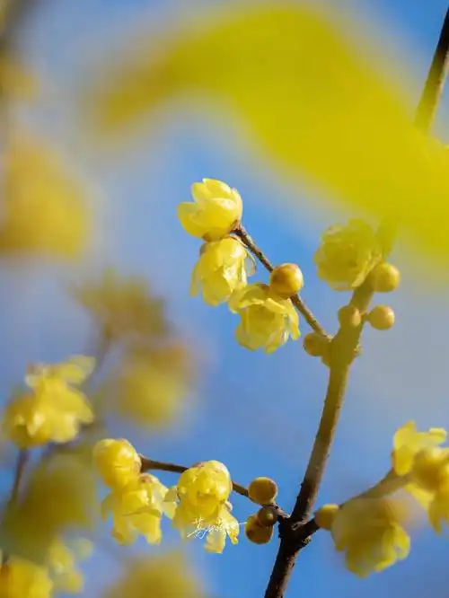冬日腊梅盛开