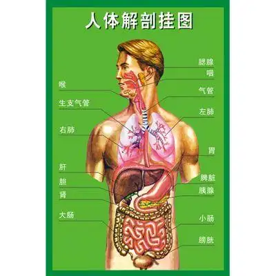 女性的生殖结构有哪些