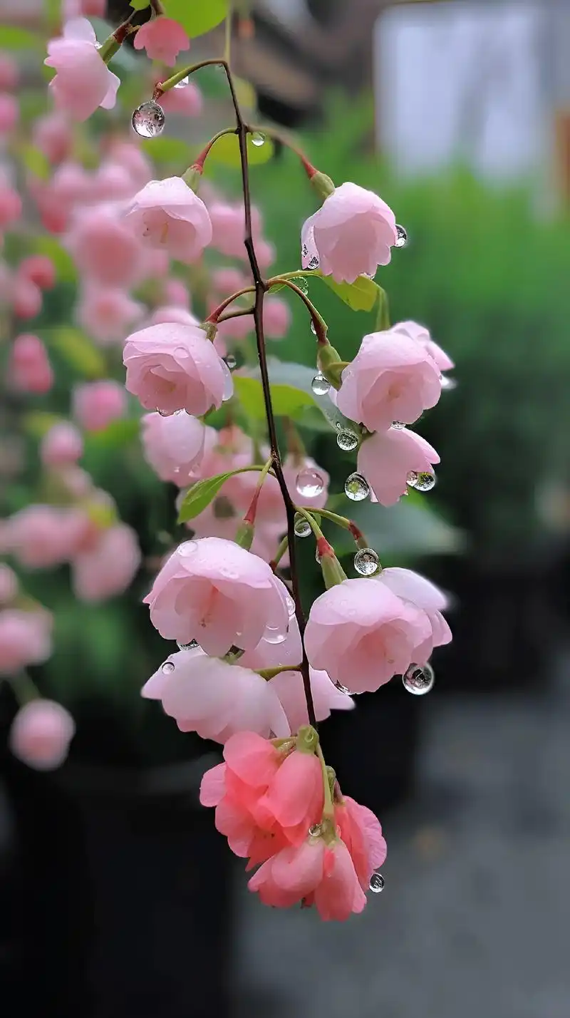 海棠花,又名"花中神仙""花贵妃""花尊贵",它的花语是富贵 - 抖音