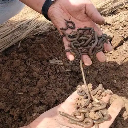 蚯蚓养殖新技术指导蚯蚓养殖新技术地龙养殖新技术查看